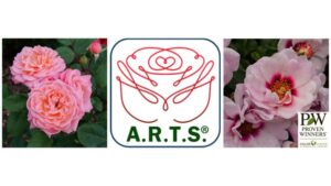 Proven Winners Varieties Win Local Artist Awards in 2026 A.R.T.S. Rose Trials