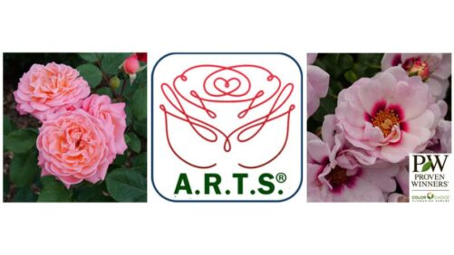 Proven Winners Varieties Win Local Artist Awards in 2026 A.R.T.S. Rose Trials