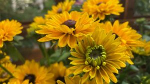 Highlights from the New Varieties Zone at Cultivate’25