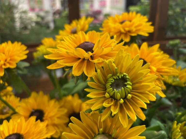 Rudbeckia hirta 'Isabella' (Express Seed Company)