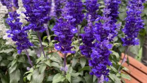 Salvia Mystical (Ball FloraPlant)