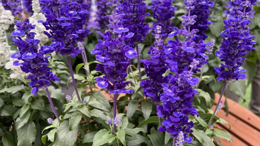 Salvia Mystical (Ball FloraPlant)