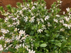 Scaevola 'Whirlwind White Imp.' (Proven Winners)