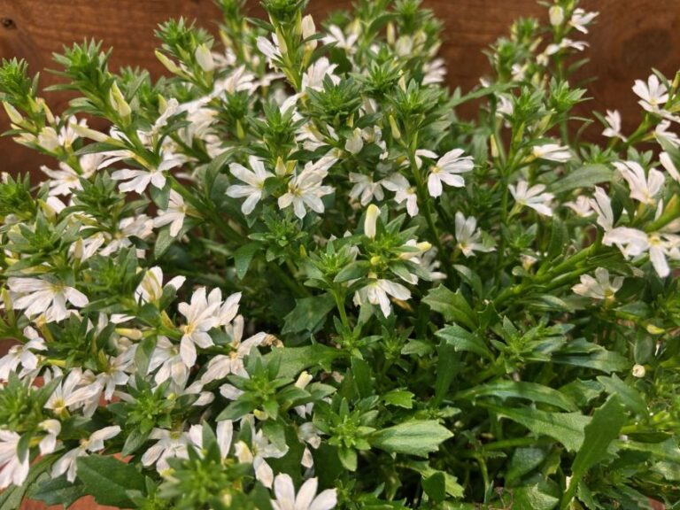 Scaevola 'Whirlwind White Imp.' (Proven Winners)