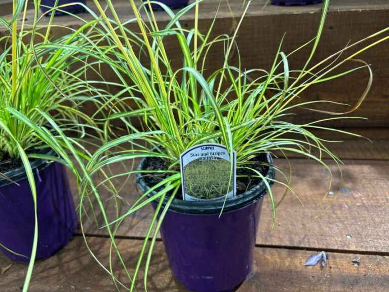 Scirpus 'Stars and Stripes Bulrush' (Concept Plants)