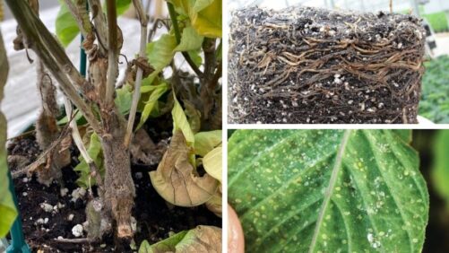 Scouting and Planning for Healthy Greenhouse Ornamentals