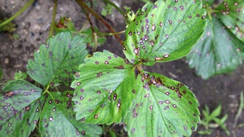 Unexpected Early Surge of Gray Leaf Spot in Northern U.S.