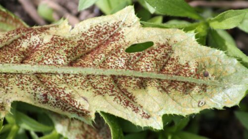 Understanding How Plant Rust Manifests and How to Spot and Stop It