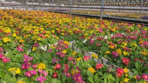 Highlights From Greenhouse Grower’s July 2025 Issue