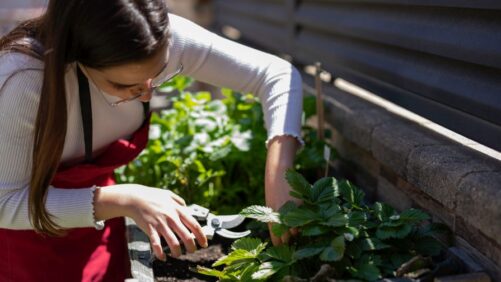 How Urban Farms Are Revolutionizing City Life