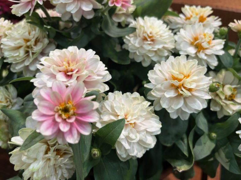 Zinnia 'Belize Double Pink Bicolor' (Takii Seed)