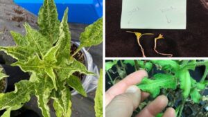 How to Identify and Prevent Herbicide Damage to Greenhouse Plants