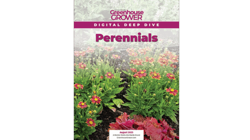 Don’t Miss Greenhouse Grower’s Digital Deep Dive on Perennials