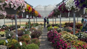 A Look at Annuals from Plantpeddler’s Variety Day 2025