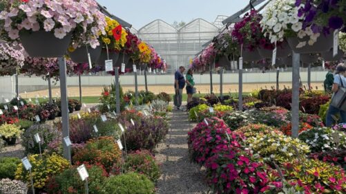 A Look at Annuals from Plantpeddler’s Variety Day 2025