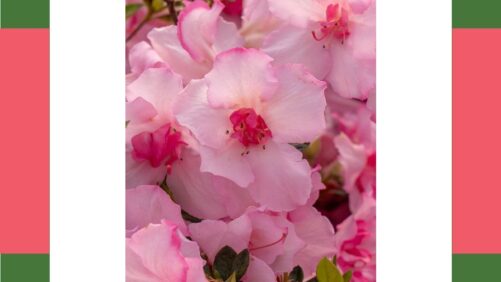 Inside the Development of the Award-Winning Encore Azalea Autumn Kiss