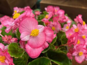 Begonia 'Mega Cool Rose' (Benary)