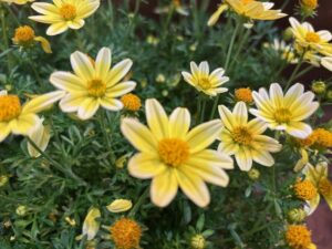 Bidens 'Bee Spicy Electric White' (Kientzler)