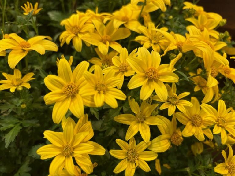 Bidens 'Beedance Yellow Imp.' (Suntory Flowers)