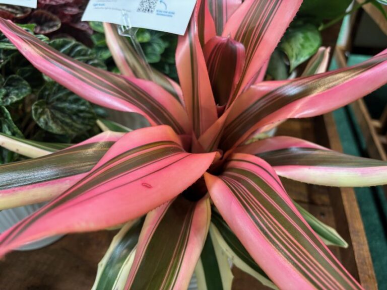 Bromeliad 'Neoregelia Rose' (ForemostCo)
