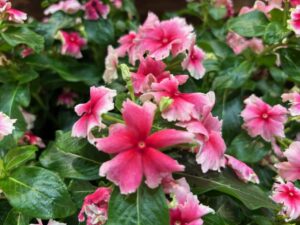 Catharanthus 'Soiree Flamenco Strawberry Picotee' (Suntory Flowers)