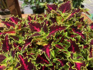 Coleus 'TerraScape Royal Delight' (Kientzler)