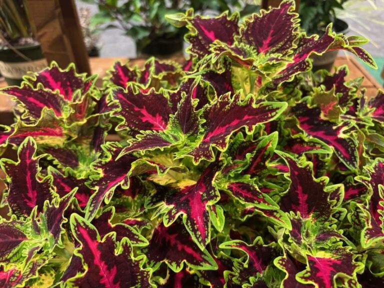 Coleus 'TerraScape Royal Delight' (Kientzler)