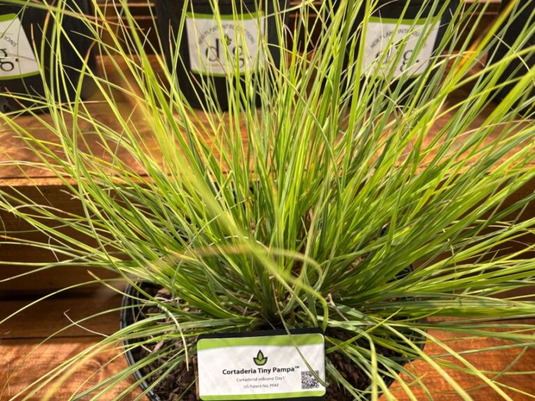 Cortaderia 'Tiny Pampa' (Dig Plant Co.)