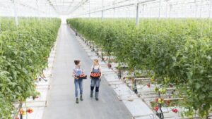 New Fire Safety Guide Released for High-Tech Greenhouses