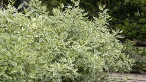 Video Spotlight: The Year of the Dogwood