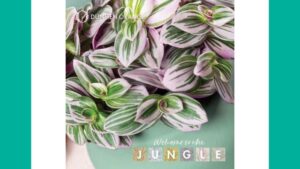 Dümmen Orange Releases Its 2026 ‘Welcome to the Jungle’ Catalog