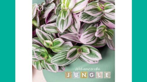 Dümmen Orange Releases Its 2026 ‘Welcome to the Jungle’ Catalog