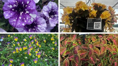 Best of the Season from Dümmen Orange’s 2025 Summer Trials