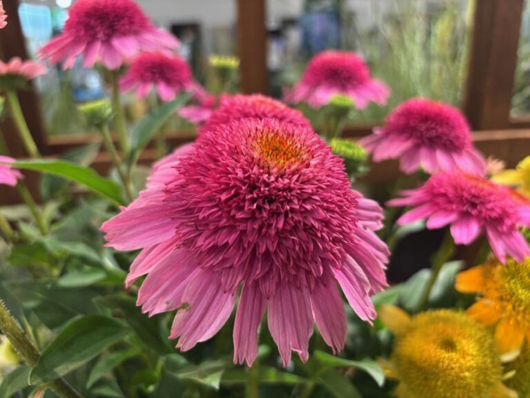 Echinacea 'SunMagic Vintage Double Hot Pink' (Bull Plant Genetics/ThinkPlants)