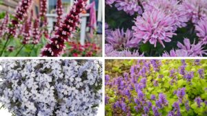 Emerald Coast Growers Introduces 32 New Varieties for the Upcoming Season