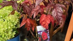 Garden Retailers Assemble to Pick Their Favorites From Farwest 2025