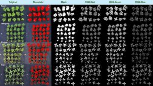 How to Fine-Tune Fertilizer Use in Containers with AI and RGB Imaging
