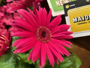 Gerbera 'Majorette Orchid Dark Eye' (Sakata)