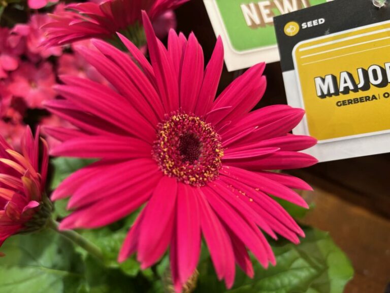 Gerbera 'Majorette Orchid Dark Eye' (Sakata)
