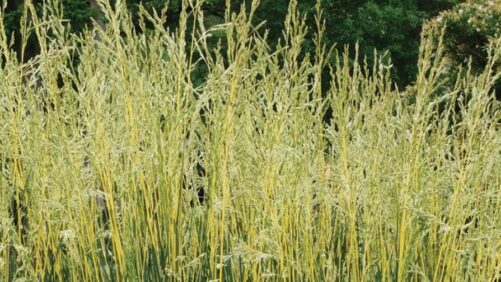 Glow Sticks Fescue Named ‘Best in Show’ at the 2025 Farwest Show