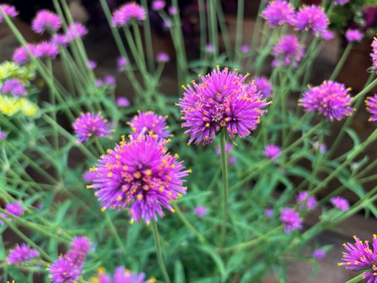 Gomphrena 'Fireball Pink' (Kientzler)