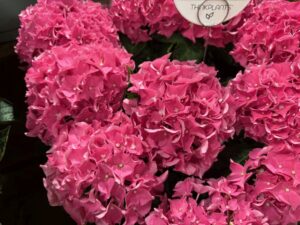 Hydrangea 'HI Field' (Creekside Greenhouses/ThinkPlants)