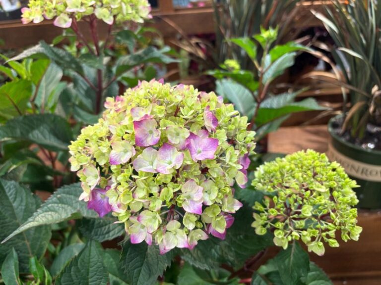 Hydrangea 'Seaside Serenade Pebble Beach' (Monrovia)