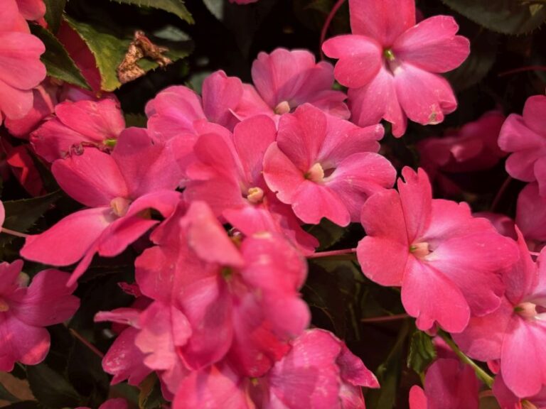 Impatiens 'Sunpatiens Compact Pink Flash' (Sakata)
