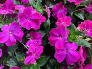 Impatiens hybrida 'Sol Luna Prime Orchid' (Danziger)