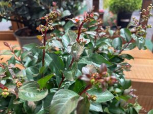 Lagerstroemia indice 'Crape Myrtle Bellini Cherry' (Star Roses and Plants)