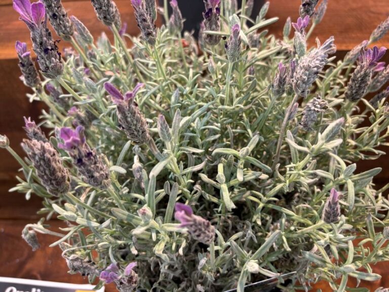 Lavandula stoechas 'Anouk Dark Silver' (Qualitree)