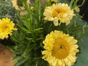 Leucanthemum 'Realflor Real Jewel' (PlantHaven)