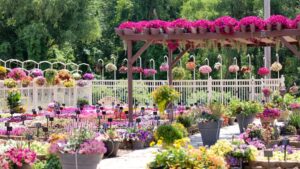 The Evolution of Field Trials at Mast Young Plants