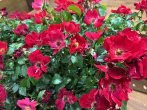 Meidelvega 'Scarlet Drift' (Star Roses and Plants)